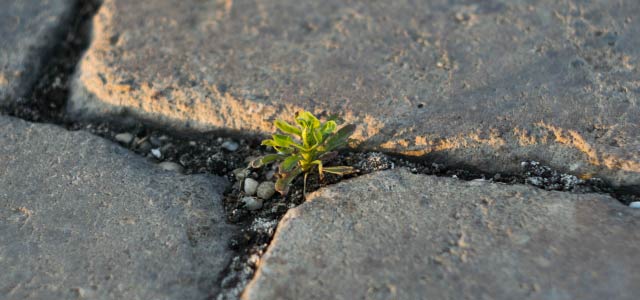 Plant or Grow? It's All a Part of Missional Discernment